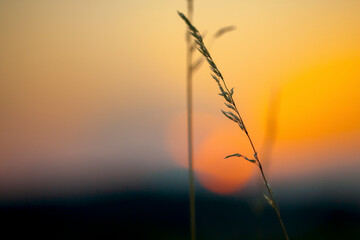 Einzelner Grashalm im warmen Abendlicht