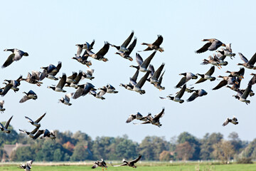 Wild geese in flight