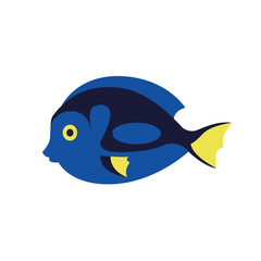 reef fish, blue tang isolated on white background