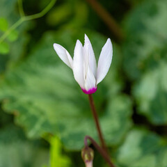Fototapeta premium white magnolia flower