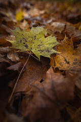 autumn leaves on the ground