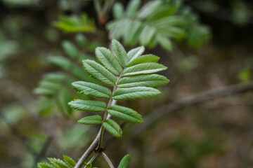 Close-up of fresh green rowan tree leaves in a forest setting, highlighting their delicate texture and vibrant hues