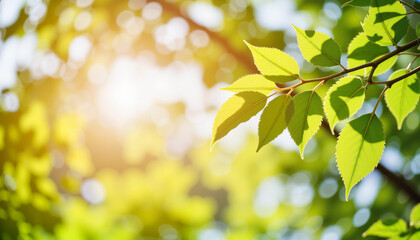 Sunlit green leaves with blurred natural background
