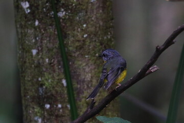 eastern yellow robin