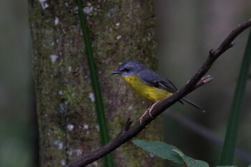 eastern yellow robin