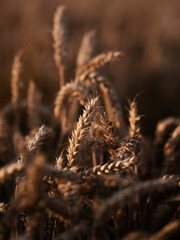Fototapeta premium Golden ripe field of wheat.