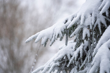 Beautiful winter natural landscape, winter in the park and garden, snow on plants.