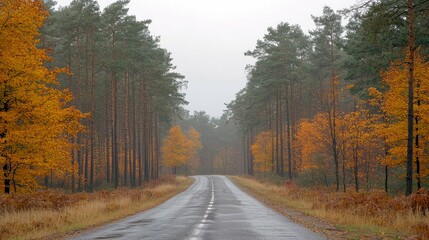 Obraz premium Autumnal Road Through a Misty Forest: A Serene Journey into Nature's Embrace