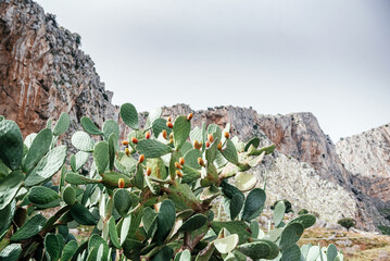Large cliff with vibrant cacti in Sicily
