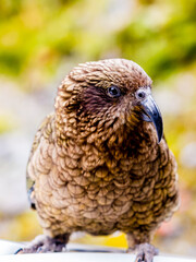 Kea - Parrot in New Zealand 