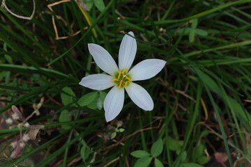 Fototapeta premium flower, spring, nature, plant, white, garden, flowers, flora, blossom, beauty, bloom, forest, summer, anemone, yellow, petal, plants, macro, grass, leaf, petals, close-up, wild, botany, beautiful