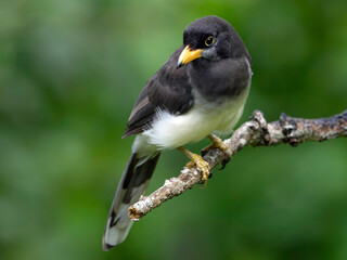 Brown Jay (Psilorhinus morio)