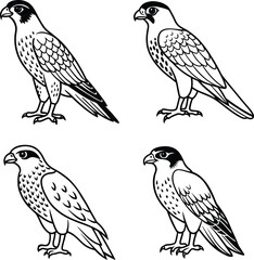 A beautiful falcon line art collection. This vector artwork is perfect for children's coloring books, digital designs, t-shirts and branding etc. Ideal  for wildlife lovers and artistic projects.