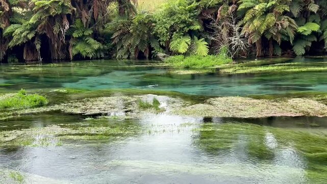 Putaruru Blue Spring: Purest and cleanest water source of New Zealand.