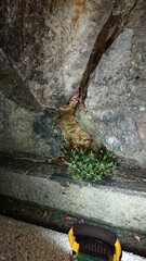 1995)european hornet nest in a gap in a stone wall(Photo taken at 21:54 on august 9, 2017)