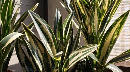 Close-up of Sansevieria trifasciata 'Laurentii' Houseplant Leaves