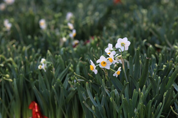 Jan 26 2025 Narcissus Tazetta Elegant Bloom Symbolic Floral Beauty