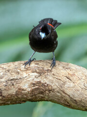 Scarlet-rumped tanager (Ramphocelus passerinii) 