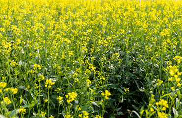 mustard field with yellow flowers at bright day