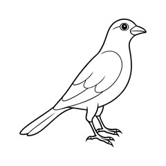 vector illustration of a bird