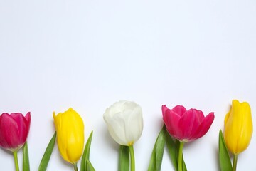 Beautiful fresh tulips on white background