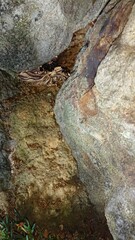 1998)european hornet nest in a gap in a stone wall(Photo taken at 22:12 on august 9, 2017)