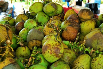 Fresh young coconuts piled up, perfect for making coconut ice, a refreshing drink ideal for...
