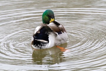 Canard colvert mâle nettoyant son plumage