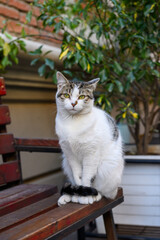 Cat sitting on a chair