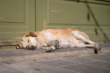 Stray dog sleeping on the ground