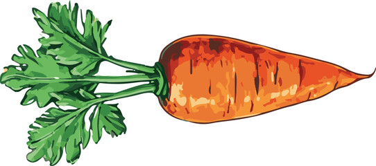 Carrot handdrawn vector illustration set white background isolated