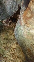 1999)european hornet nest in a gap in a stone wall(Photo taken at 22:13 on august 9, 2017)