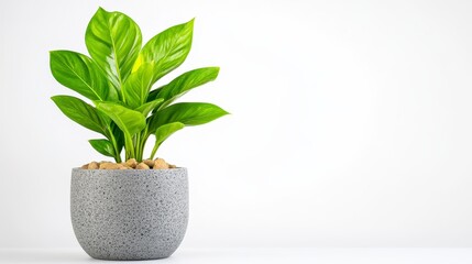 Fototapeta premium Vibrant green plant in textured gray pot with decorative pebbles on clean white background for modern home decor