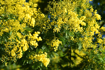 Flowering mimosa tree. The flowery branch of mimosa is offered to women on March 8th for the International Women's Day.