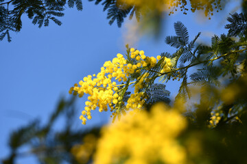 Flowering mimosa tree against blue sky. Selective focus. The flowery branch of mimosa is offered to women on March 8th for the International Women's Day.