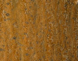 textures of a tree