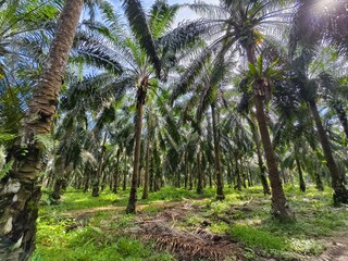 Naklejka premium old oil palm plantation in Kalimantan