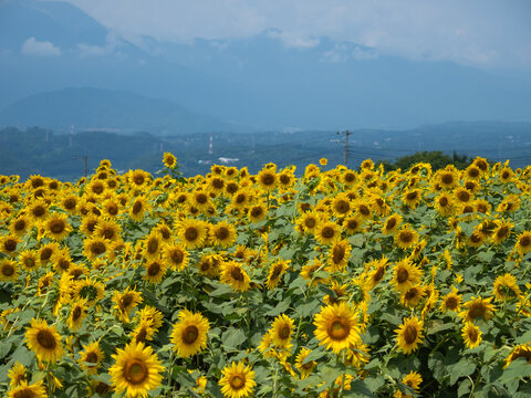 日本の夏のひまわり畑と青空の風景