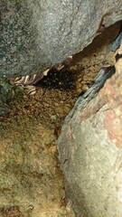 2000)european hornet nest in a gap in a stone wall(Photo taken at 22:13 on august 9, 2017)