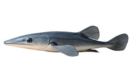 Ancient Fish: A detailed close-up of a prehistoric fish, showcasing its unique features and ancient lineage, captured in a studio setting.