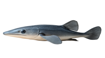 Ancient Fish: A detailed close-up of a prehistoric fish, showcasing its unique features and ancient lineage, captured in a studio setting.