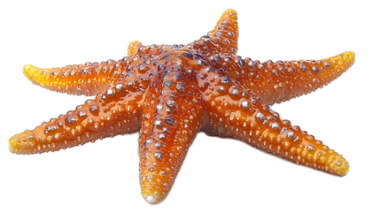 Starfish Up Close: A vibrant orange starfish with delicate purple speckles and five symmetrical arms, capturing the intricate details and textured beauty of marine life.