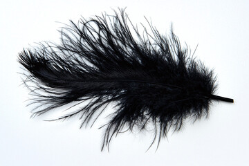 Obraz premium A single, dark black, fluffy feather, lying on a pristine white background, with fine and wispy details.