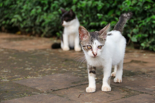 photo of black and white kitten on a small village road