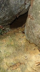 2001)european hornet nest in a gap in a stone wall(Photo taken at 22:15 on august 9, 2017)