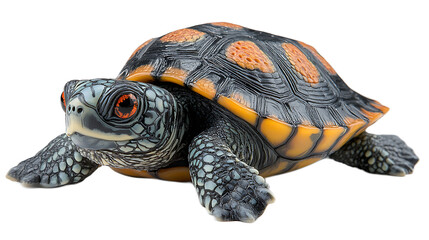 Obraz premium Eastern Box Turtle Close-up: A detailed view of an Eastern Box Turtle, showcasing its intricate shell pattern and expressive eyes.