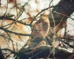 A sparrowhawk sits on a tree branch with a sparrow in its claws