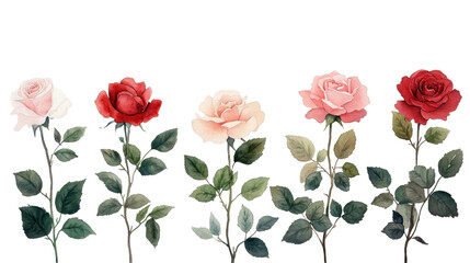 An elegant array of roses showcasing a gradient of colors and vibrant green leaves. transparent background