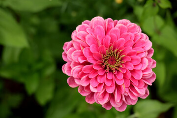 top view of Zinnia elegant, known as common zinnia or elegant zinnia, is an annual flowering plant in the Asteraceae family