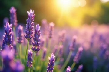 Obraz premium Gentle lavender particles illuminated by sunlight, peaceful atmosphere, soft focus, sunlight illumination